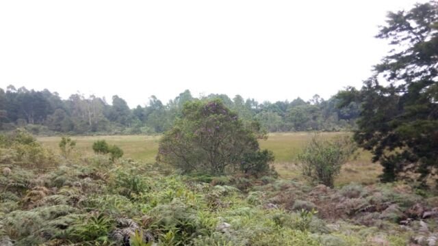 CantoalAgua2019 - Laguna de Guarne - emergencia