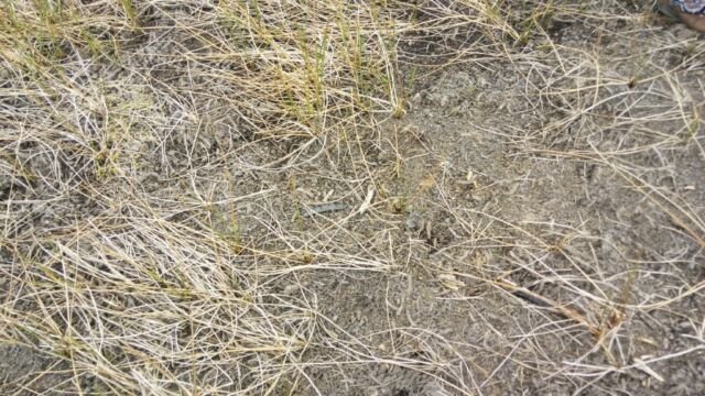 CantoalAgua2019 - Laguna de Guarne - emergencia